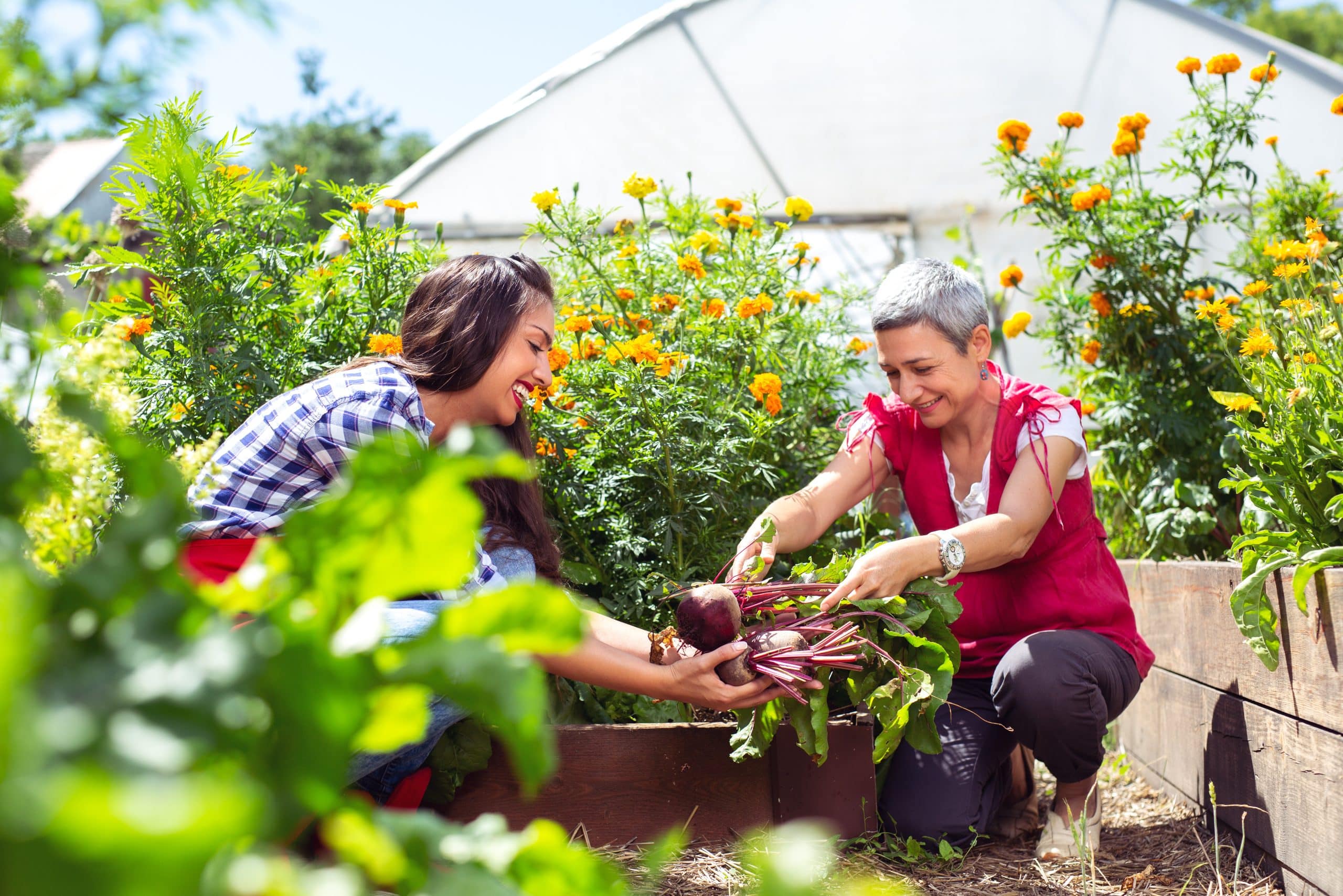 la création de jardin potager