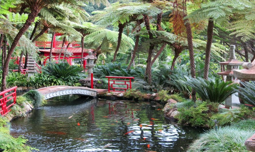 Créer un jardin zen : conseils et inspirations pour un espace apaisant