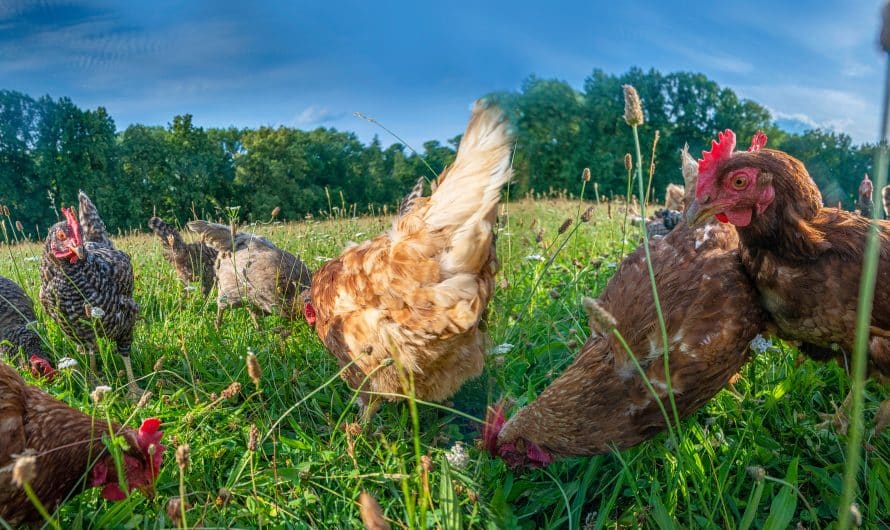 Cultiver le bonheur dans votre jardin : élever des poules
