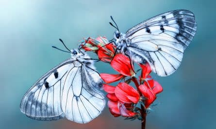 attirer des papillons dans son jardin
