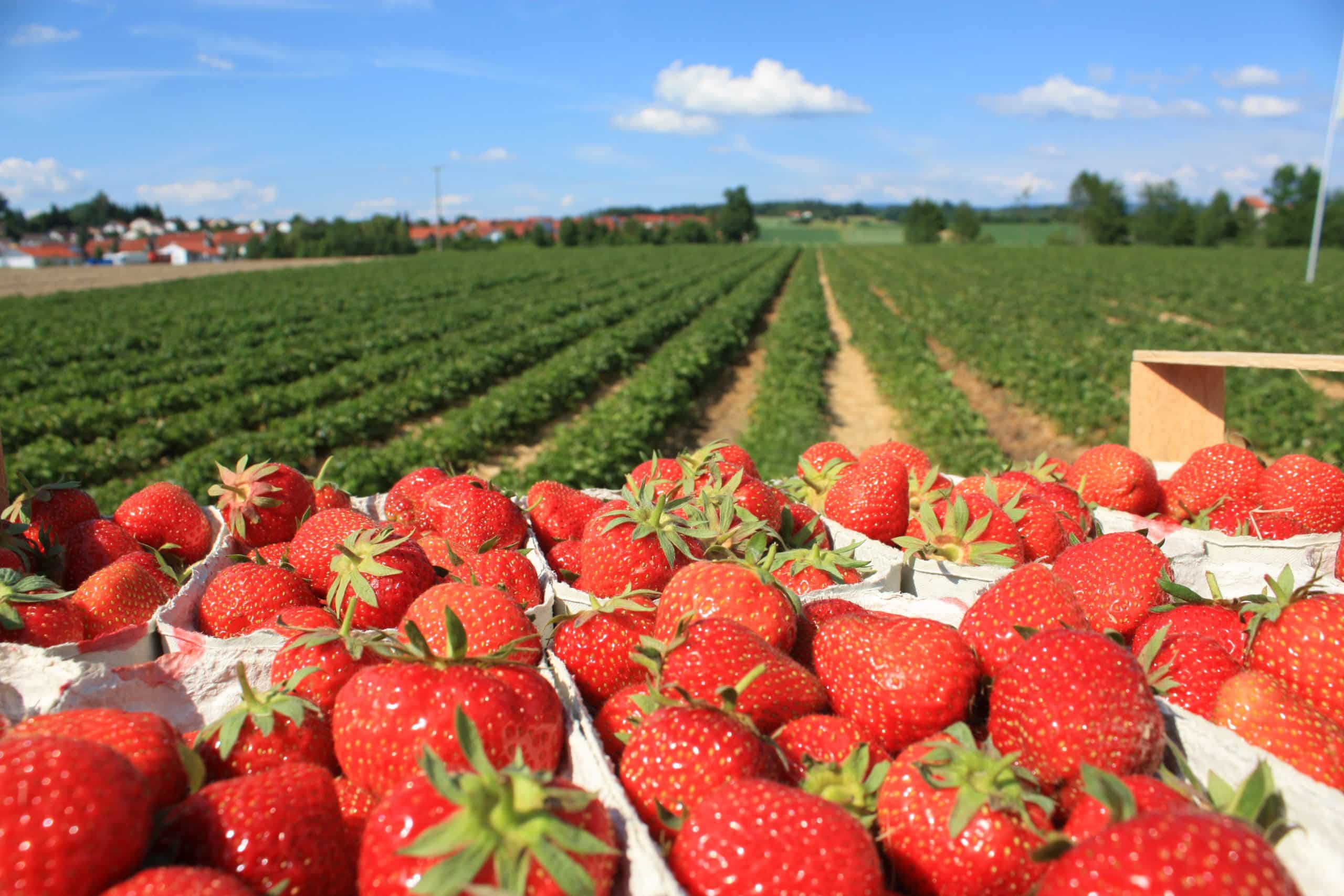 planter des fraises dans son jardin