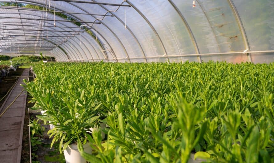 La vente de plantes en ligne : une tendance florissante