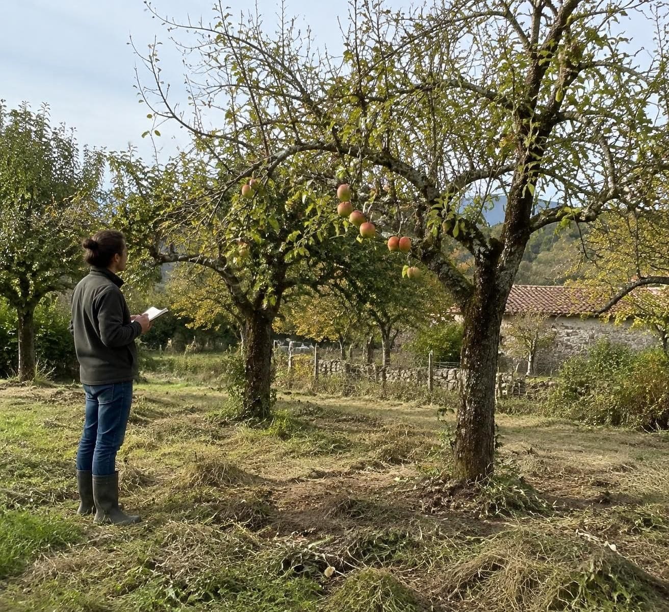 vieux verger abandonné : découvrez quand tailler les arbres fruitiers et quand replanter pour redonner vie à votre jardin.